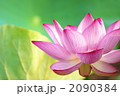 蓮花