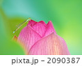 蓮花
