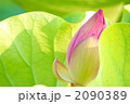 素材ナンバー 2090389 : 「蓮花」