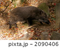 野生のイノシシ（六甲山）