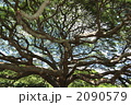 モンキーポッドの木