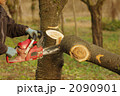 サクランボの木の剪定