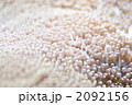 2092156