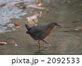 ヒクイナ