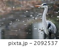アオサギ