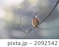 警戒するカワセミ