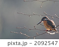 鋭い眼光のカワセミ