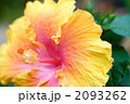 オレンジとピンクのハイビスカスの花