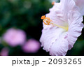 ピンクのハイビスカスの花