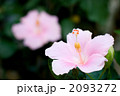 ピンクのハイビスカスの花