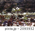 03月　セツブンソウ・キンポウゲ科70