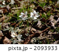 03月　セツブンソウ・キンポウゲ科71