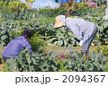 畑仕事
