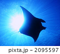石垣島のマンタ