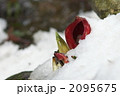 ザゼンソウ（20060409-008）