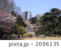 新宿御苑の桜