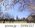 新宿御苑の桜