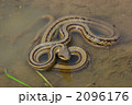 シマヘビ
