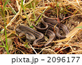 シマヘビ