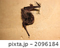 モモジロコウモリ_8590