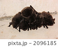 モモジロコウモリ