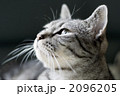 ねこ
