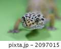 ヒョウモントカゲモドキ