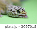 ヒョウモントカゲモドキ