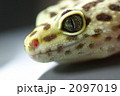 ヒョウモントカゲモドキ