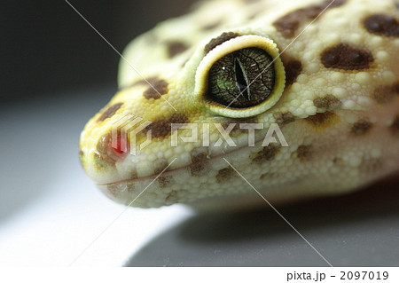 ヒョウモントカゲモドキ