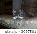 仔猫