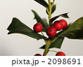 クリスマスホーリー