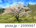 桜の木