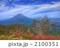 ダケカンバと青空と羊蹄山