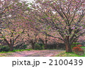 松前公園の桜並木