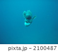 コブダイ