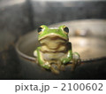 空き缶の中のシュレーゲルアオガエル