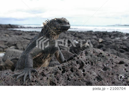 ウミイグアナ ウミイグアナ