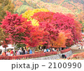 河口湖もみじ回廊-14499