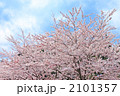 桜と空
