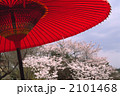 和傘と桜