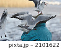 ウミネコ