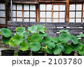 木造校舎とハス