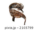 アンコウ