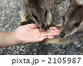 ケアンズ