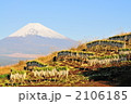 大根干し