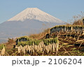 大根干し