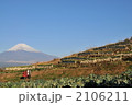 大根干し