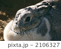 うさぎ