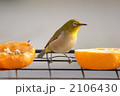 メジロ